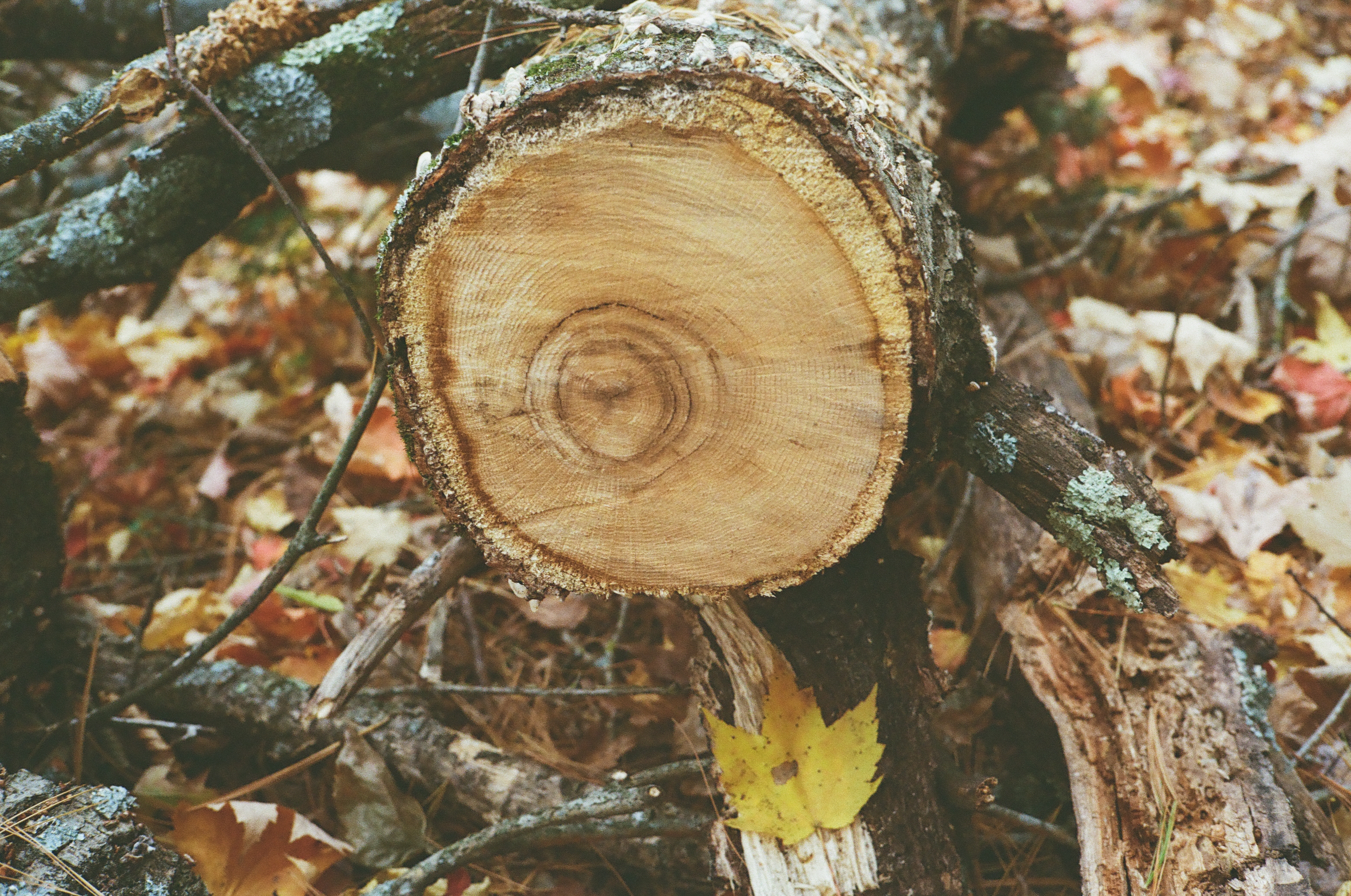 Keil Birch Creek Preserve, Menomonie WI - Cut Log